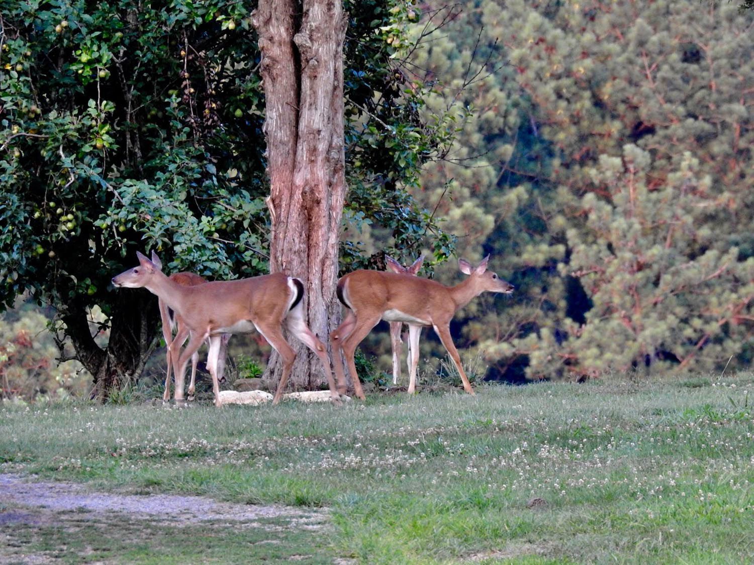Neighborhood deer